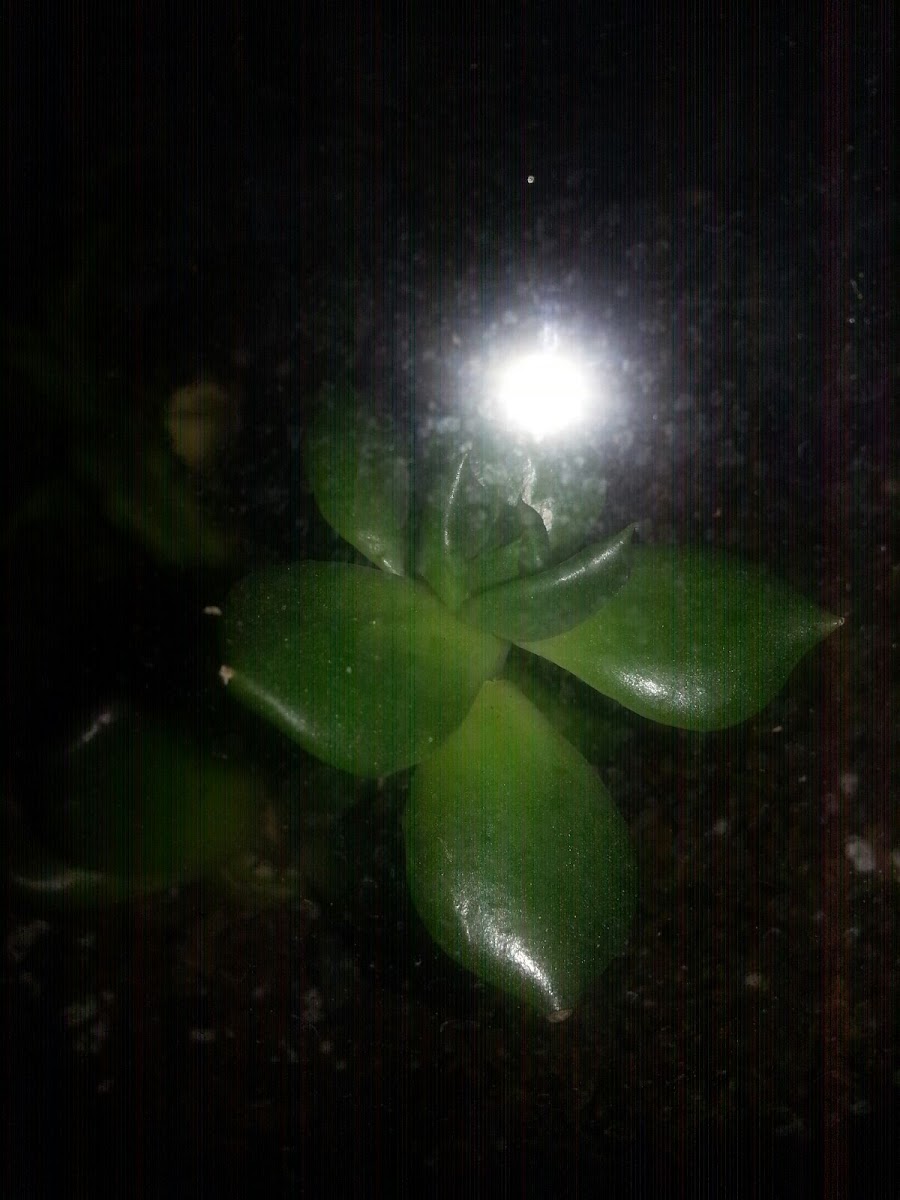 Small plant