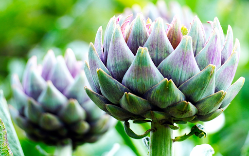 Multi-petaled flower screenshot 1