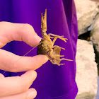 Common Crayfish