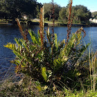 Giant Leather Fern