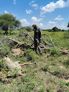 The two lions that attacked and killed a tracker in Limpopo on Saturday were put down immediately. 