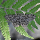 Geometer Moth