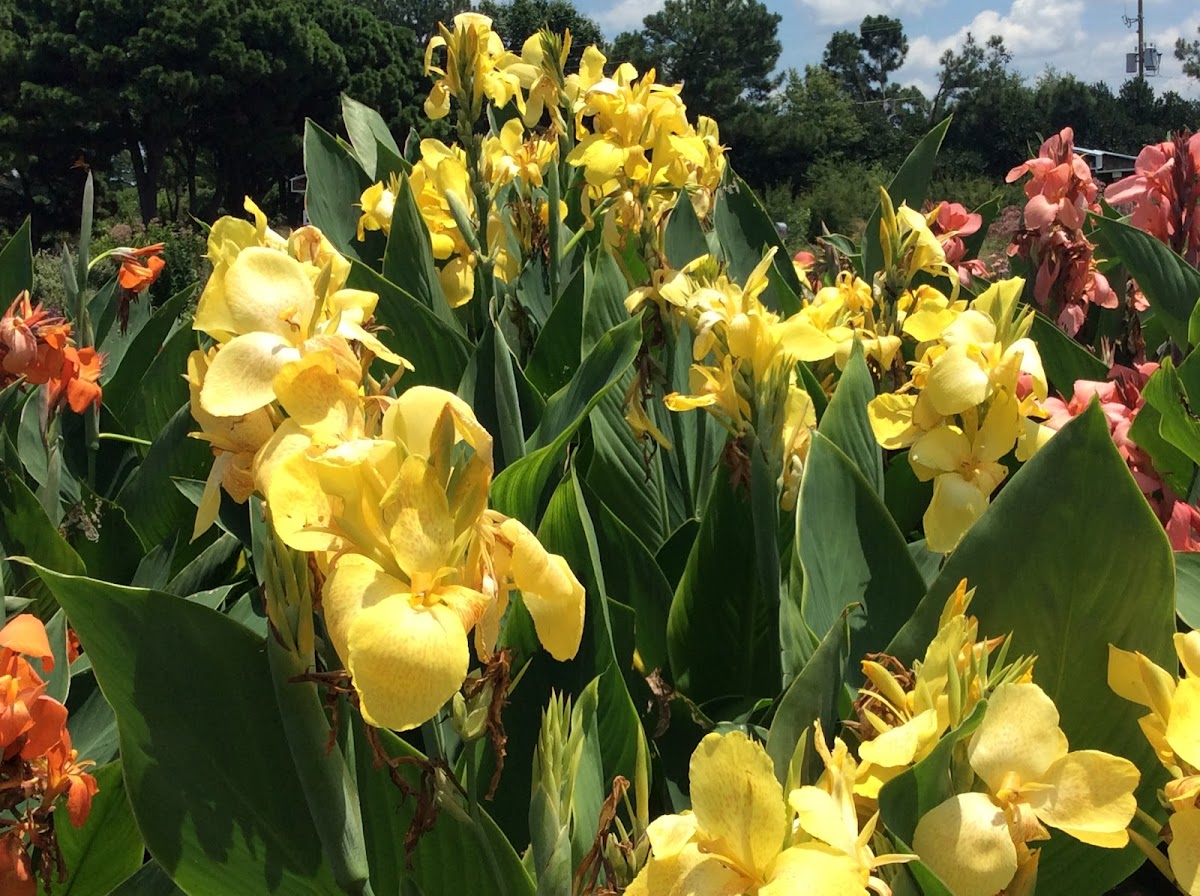 Yellow canna Lilly