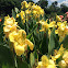 Yellow canna Lilly