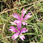 Common Mallow