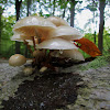 Porcelain fungus