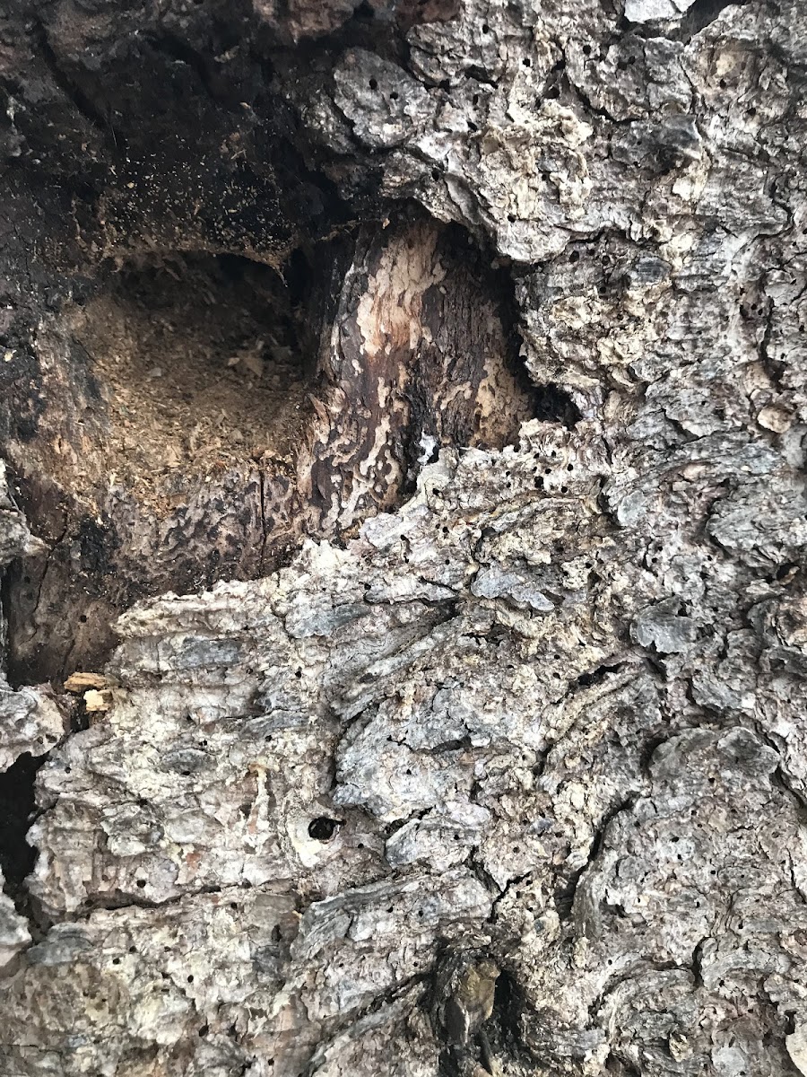 woodpecker hole