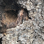 woodpecker hole