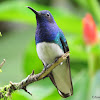 White-necked jacobin