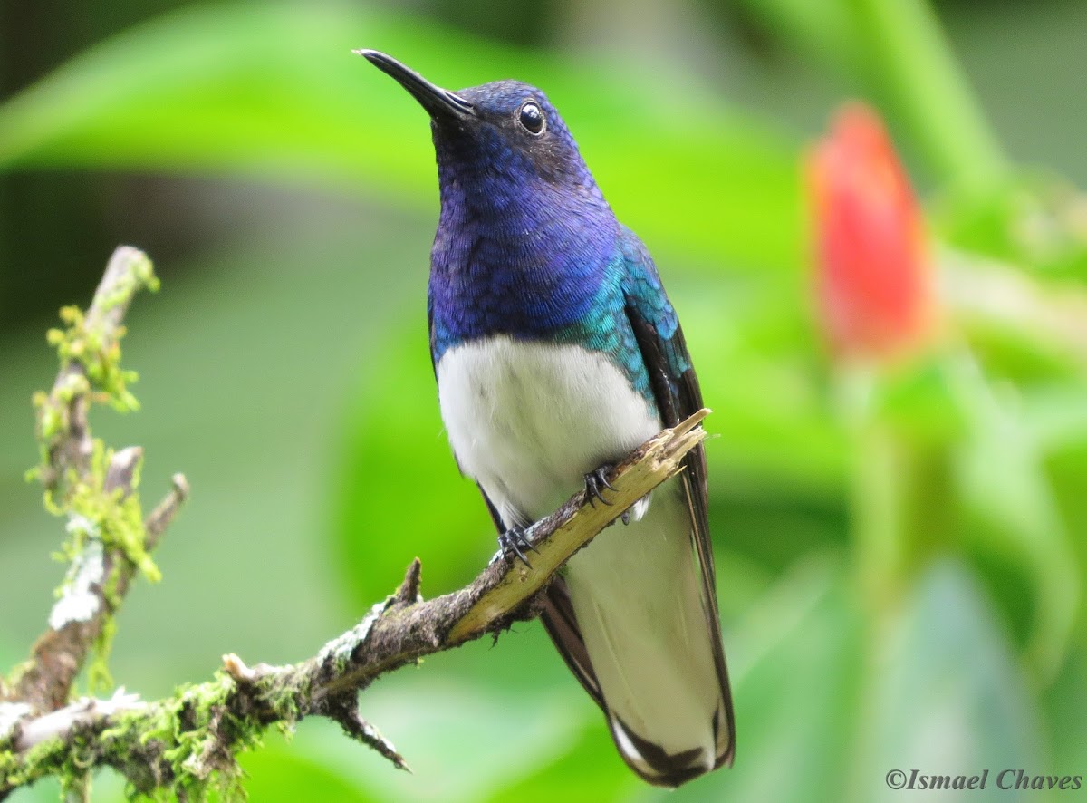 White-necked jacobin