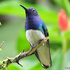 White-necked jacobin