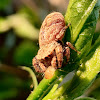 Rhene jumping spider