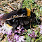 Buff-tailed Bumble Bee