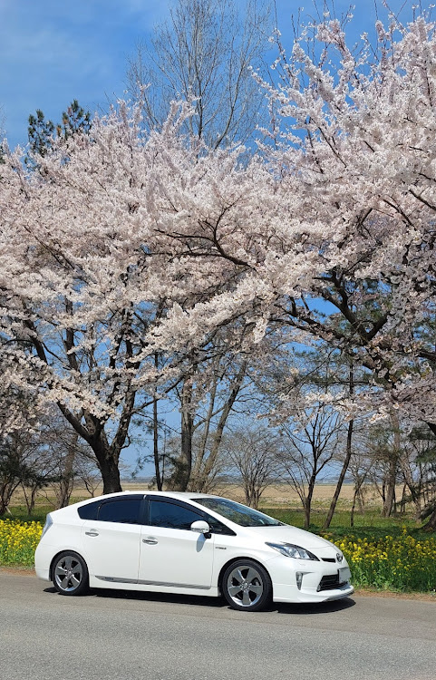 プリウスの桜ドライブ・菜の花ロード♪・休日洗車に関するカスタム事例の投稿画像2枚目