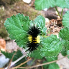 Yellow-Spotted Tiger Moth