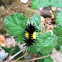 Yellow-Spotted Tiger Moth