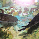 Damselfish