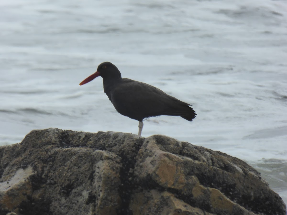 Blackish oystercatcher