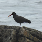 Blackish oystercatcher