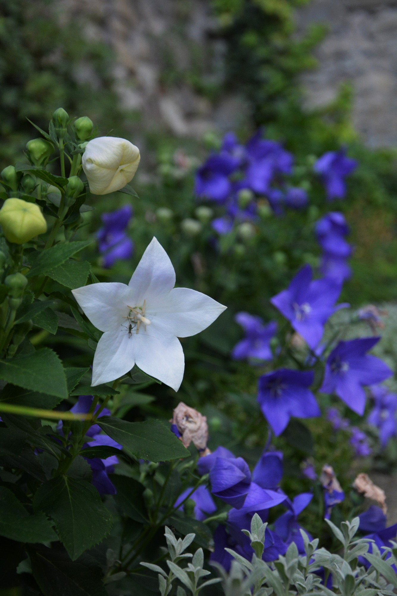 FIORI di passionfruit