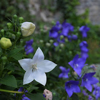 FIORI di 