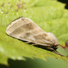 Three-lined Flower Moth