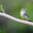 Blackpoll warbler