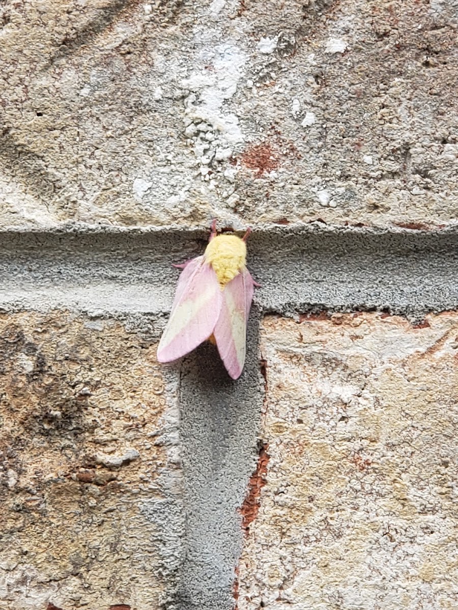 Rosy Maple Moth