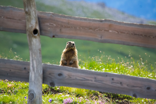 marmotta di cleopatra