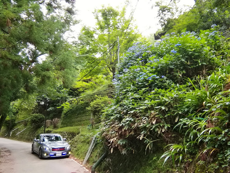 フーガの奈良県吉野郡吉野町吉野山・青い紫陽花・道と擁壁が時代が違う・新緑・苔など緑一色・ローガンに関するカスタム事例の投稿画像3枚目