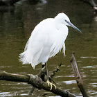 Little Egret