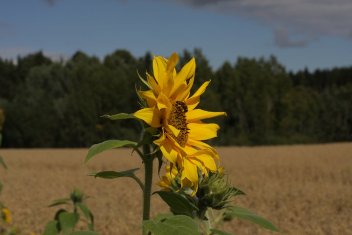 Una vita al sole di PhotoScappo