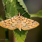 yellow peach moth