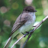 Eastern Phoebe