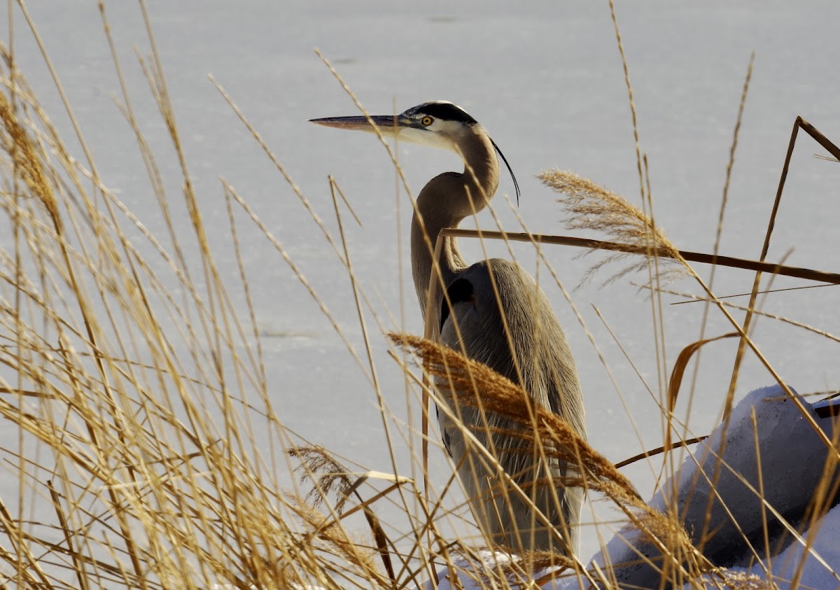 Great Blue Heron