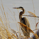 Great Blue Heron