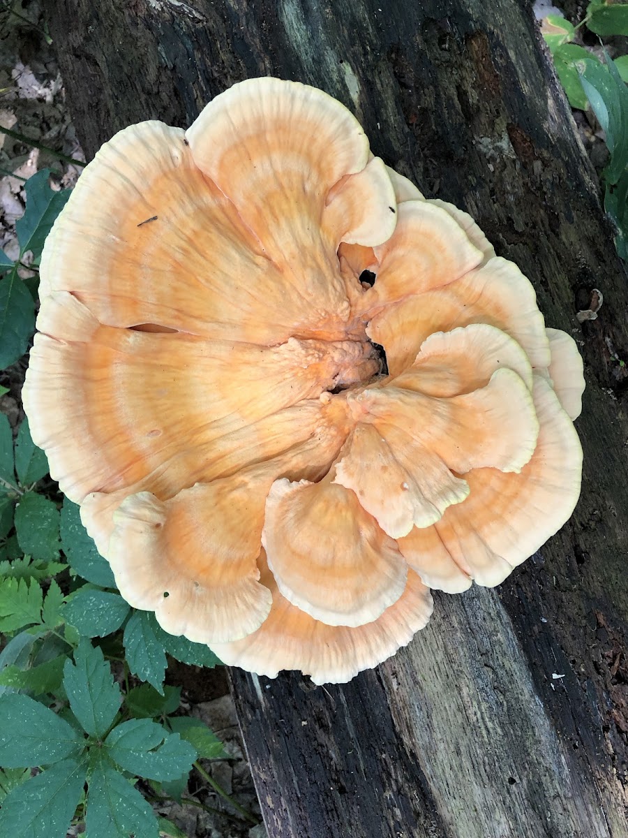 Chicken of the Woods