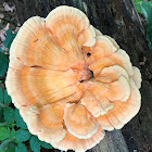 Chicken of the Woods