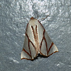 Clara's Satin Moth