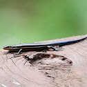 American five-lined skink