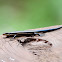 American five-lined skink