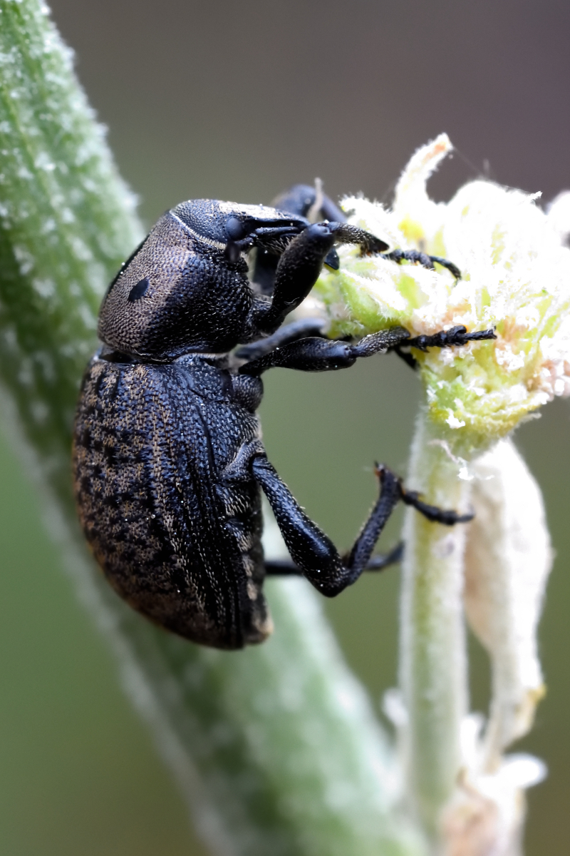 Weevil; Gorgojo