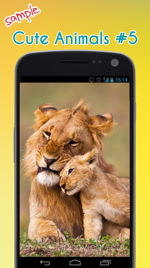  Cute  Animal  Wallpapers  Android Apps  on Google Play