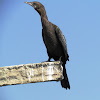 The little cormorant