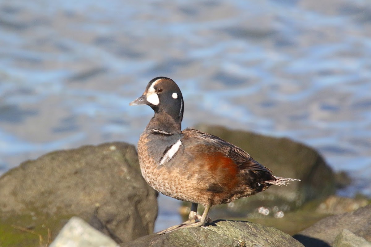 Harlequin Duck