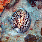 Tiger Cowry