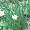 Bog White Violet