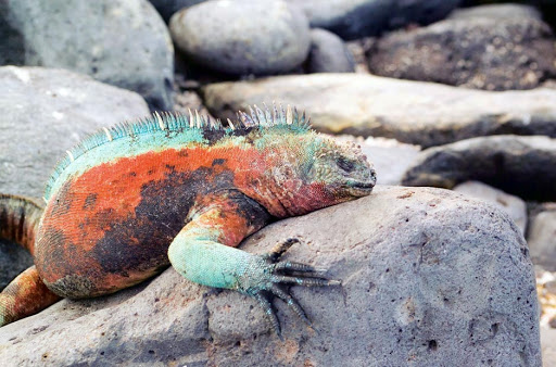 marine-iguana-galapagos.jpg - A marine iguana lazes on a rock in the Galapagos. 