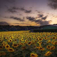 Girasoli tristi di 