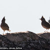 Thekla Lark; Cogujada Montesina